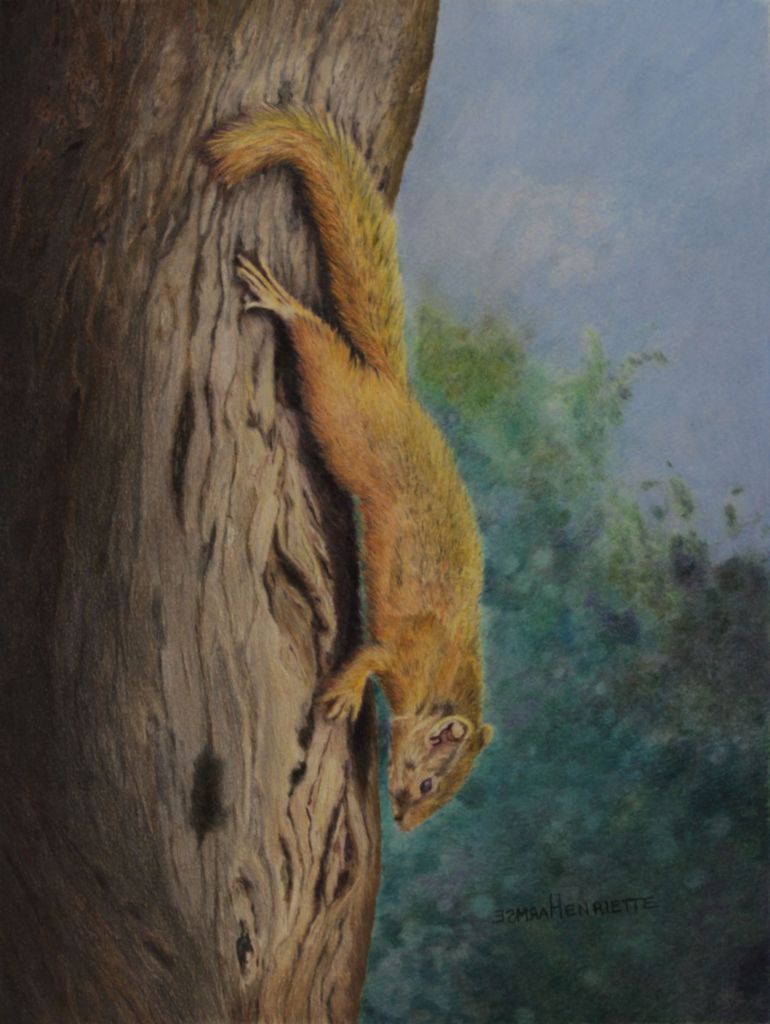 A coloured pencil and oil pastel drawing of a squirrel on a tree trunk.